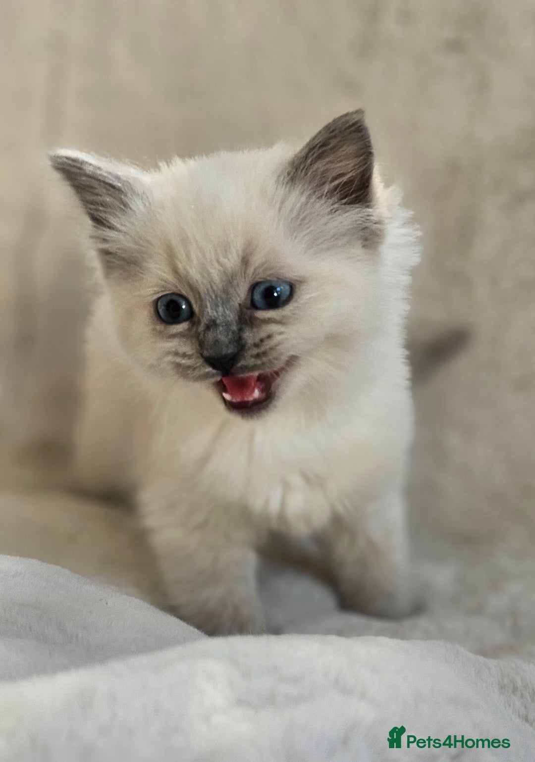 Ragdoll cats for stud: HANDSOME BOY-BLUE MITTED GCCF /TICA  AVALIABLE  - Advert 19