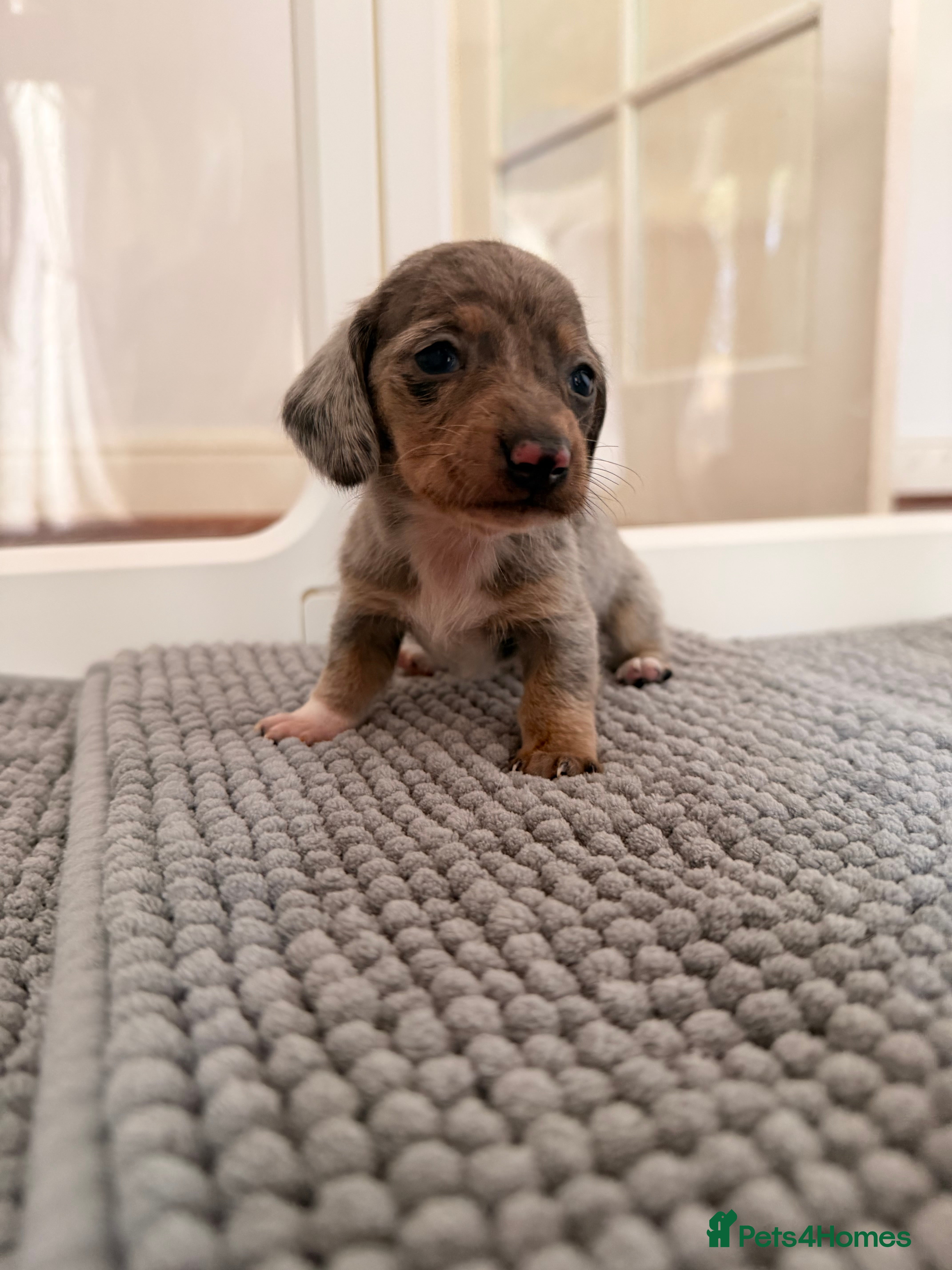 Miniature Dachshund dogs Exceptional miniature dachshunds creams dapples  - Advert 11