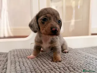 Miniature Dachshund dogs Exceptional mini dachshunds creams dapples - Advert 3