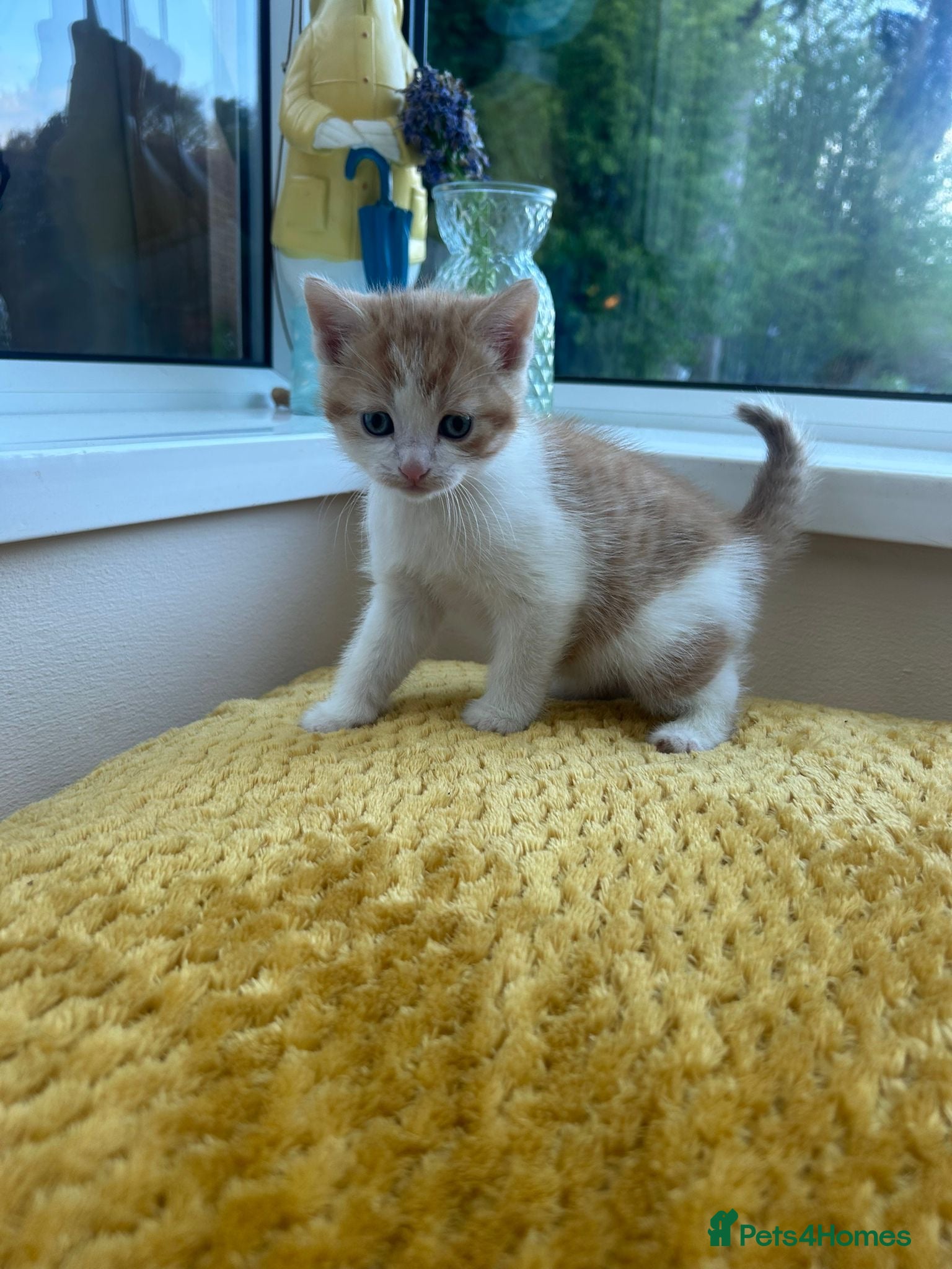Mixed Breed cats Playful ginger and white kitten - Advert 11