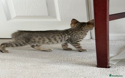 Mixed Breed cats for sale: Bengal x British short Hair kitten - Image 2