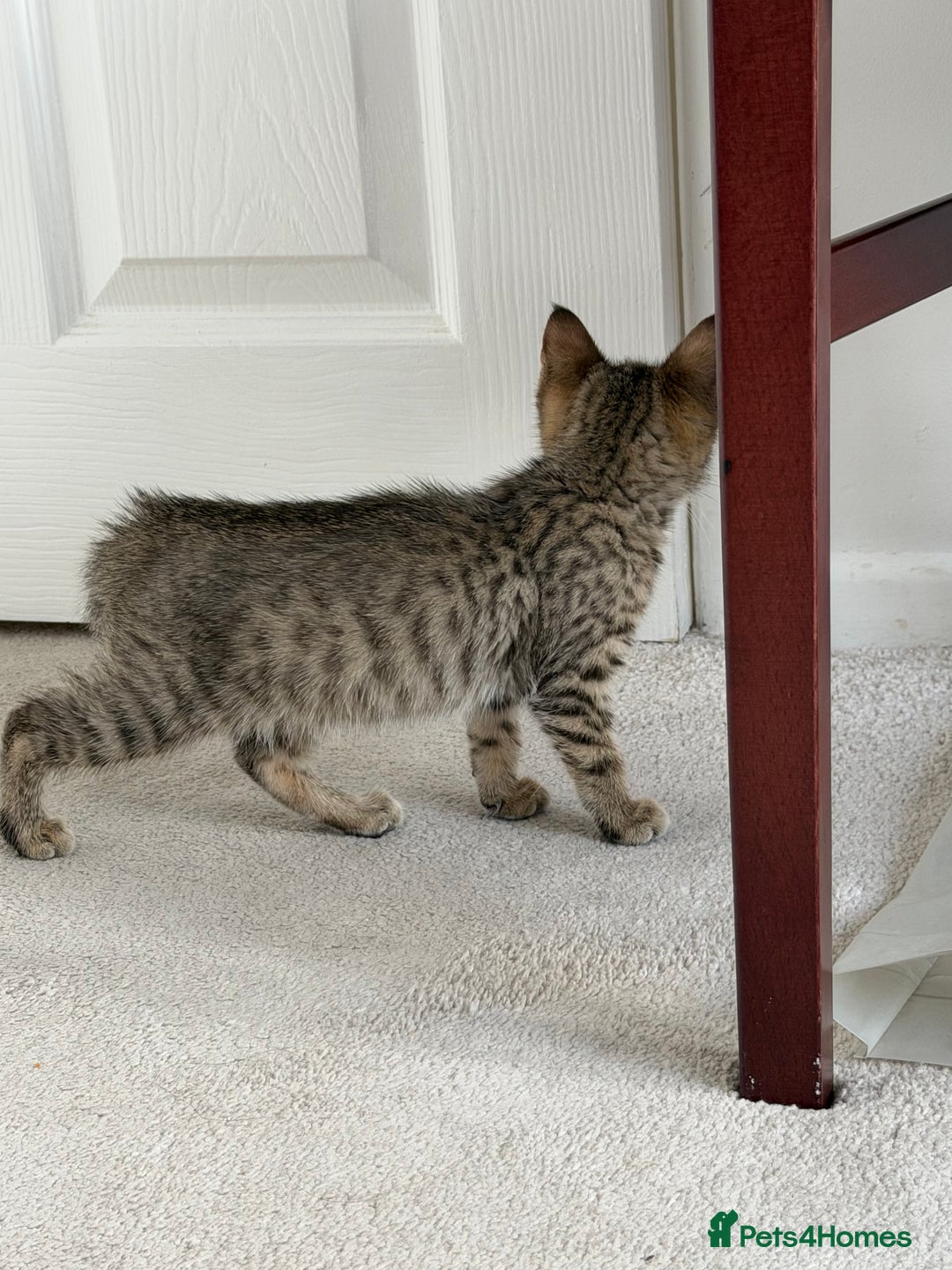 Mixed Breed cats for sale: Bengal x British short Hair kitten - Image 2