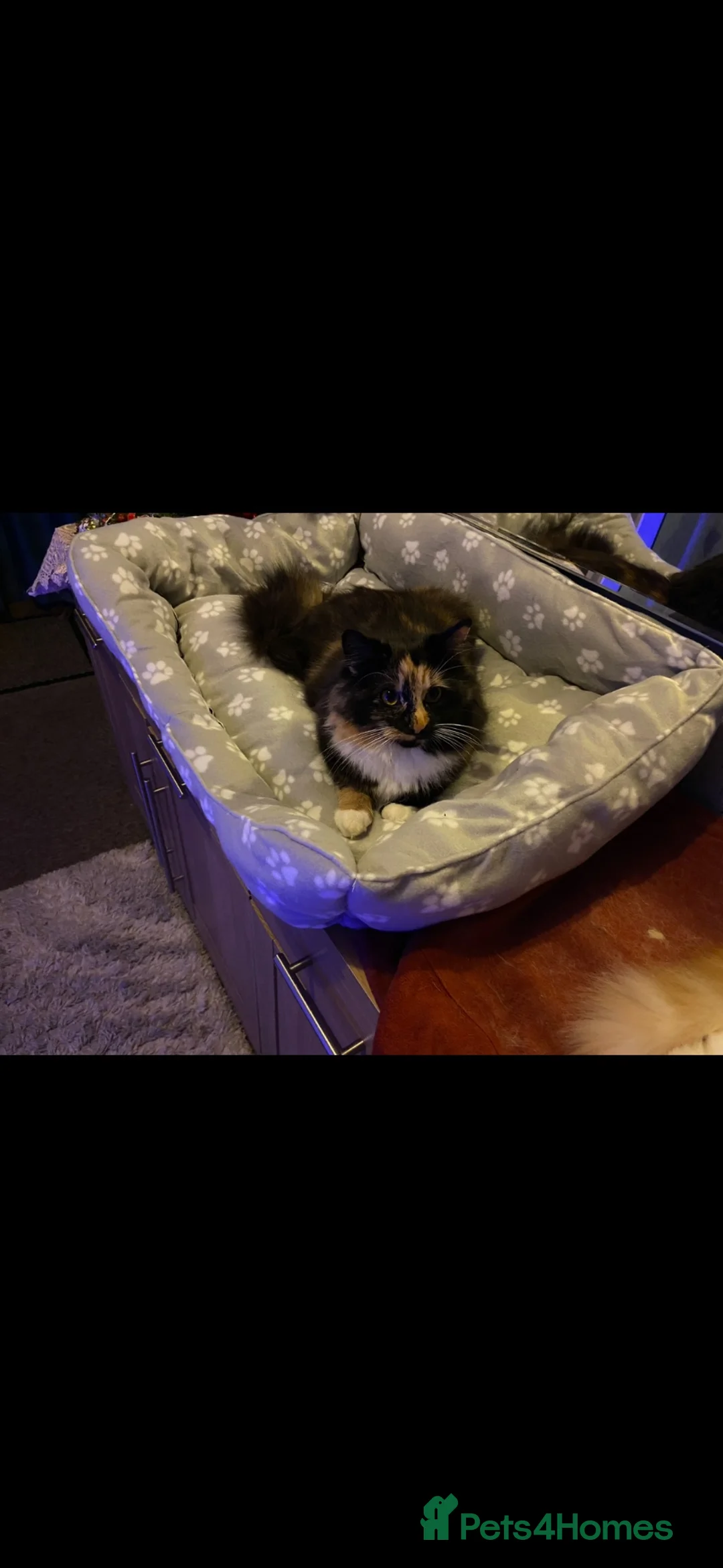 Mixed Breed cats for sale: 🐾 Beautiful Kittens Looking for new home 🏡  - Advert 1