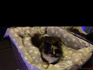 Mixed Breed cats 🐾 Beautiful Kittens Looking for new home 🏡 - Advert 3