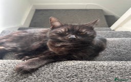 Mixed Breed cats for sale: 4 year old female cat up for adoption  - Advert 2