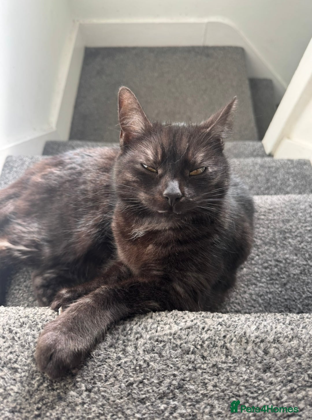 Mixed Breed cats for sale: 4 year old female cat up for adoption  - Advert 2