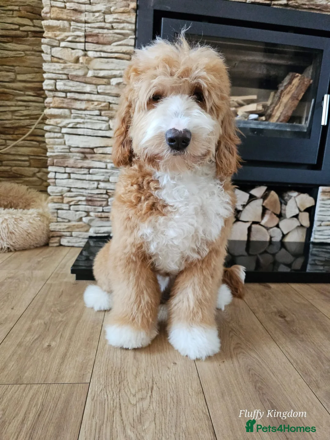 Mixed Breed dogs for sale: Goldendoodle puppies ready to go - Advert 1