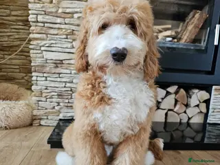 Mixed Breed dogs Golendoodles/ australian labradoodle - Advert 1