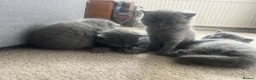 British Shorthair cats for sale: Four beautiful grey British shorthair kitten in Ingatestone - Advert 8