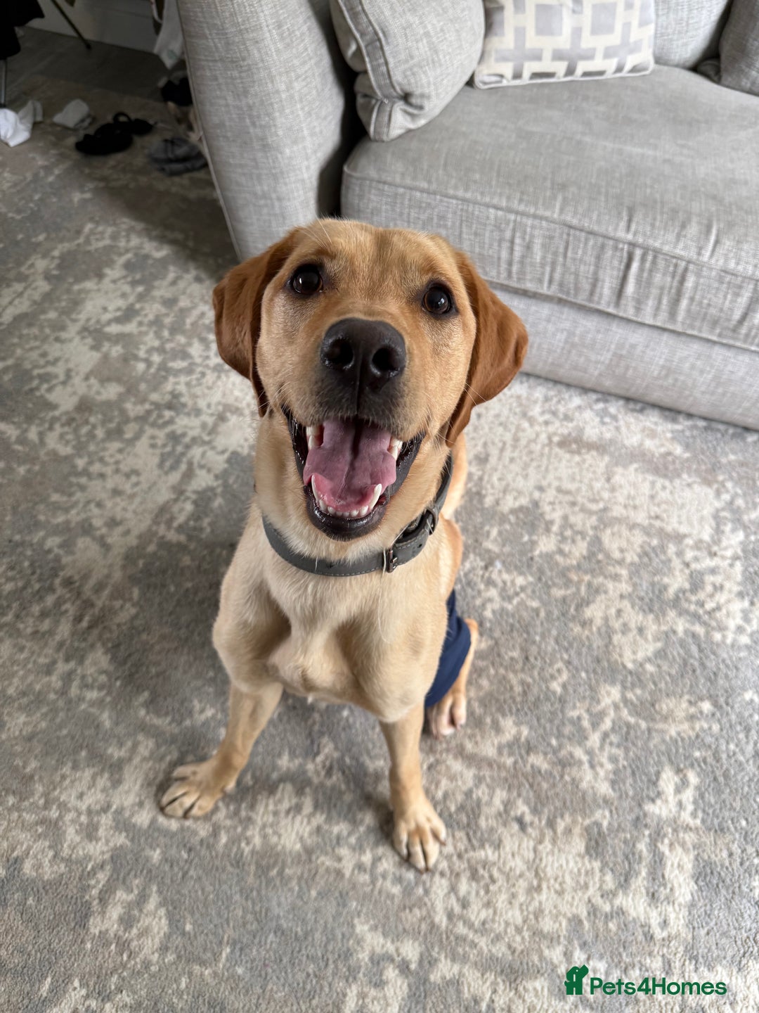 Labrador Retriever dogs for sale: Rehoming our 1 year old Lab - Image 3