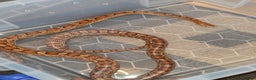Corn Snake reptiles for sale: Two corns looking for forever homes - Advert 2