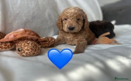 Cockapoo dogs for sale: beautiful toy cockapoo - Image 5