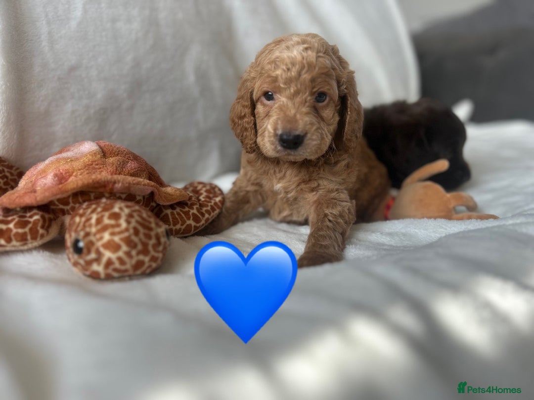 Cockapoo dogs for sale: beautiful toy cockapoo - Image 5
