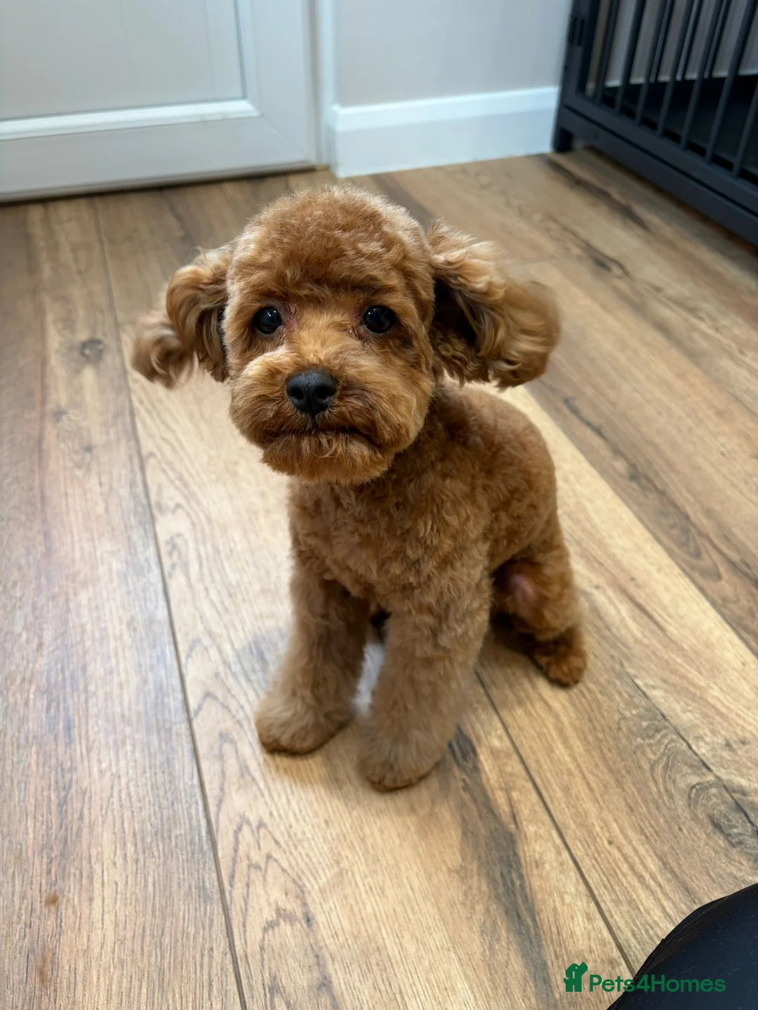 Toy Poodle dogs for stud: Pedigree Red Teddy Bear Toy Poodle Stud - Advert 2