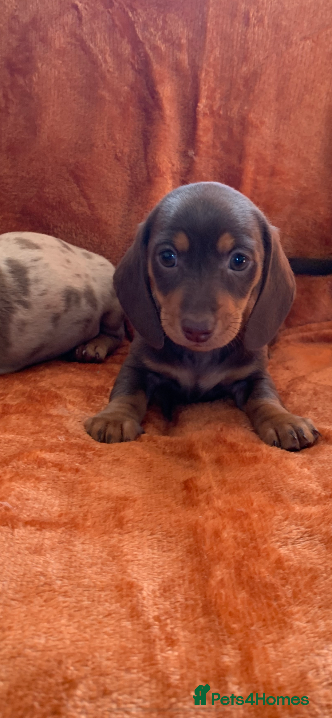 Miniature Dachshund dogs for sale: Minature daschund rainbow litter READY 19th SEPT - Image 8
