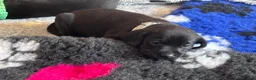 Labrador Retriever dogs for sale: Labrador Retriever KC puppies - Advert 36