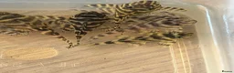 Plecos fish for sale: L333 King Tiger Pleco, Standard and high grade.  - Advert 5