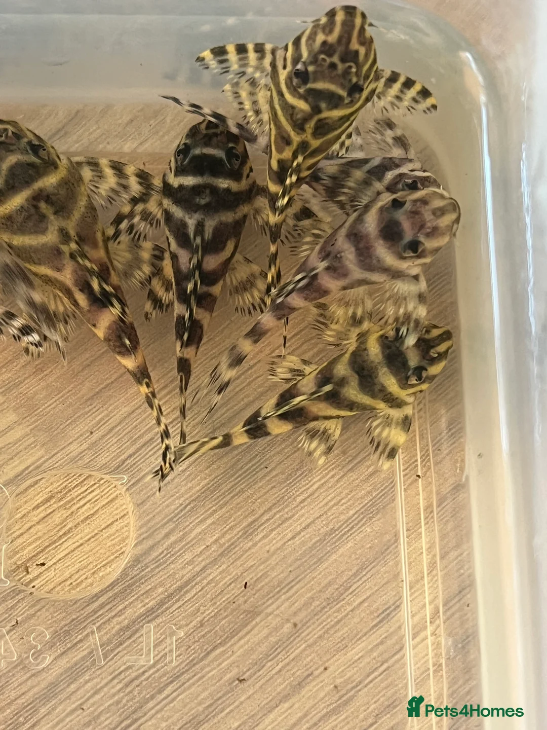 Plecos fish for sale: L333 King Tiger Pleco, Standard and high grade.  - Advert 5