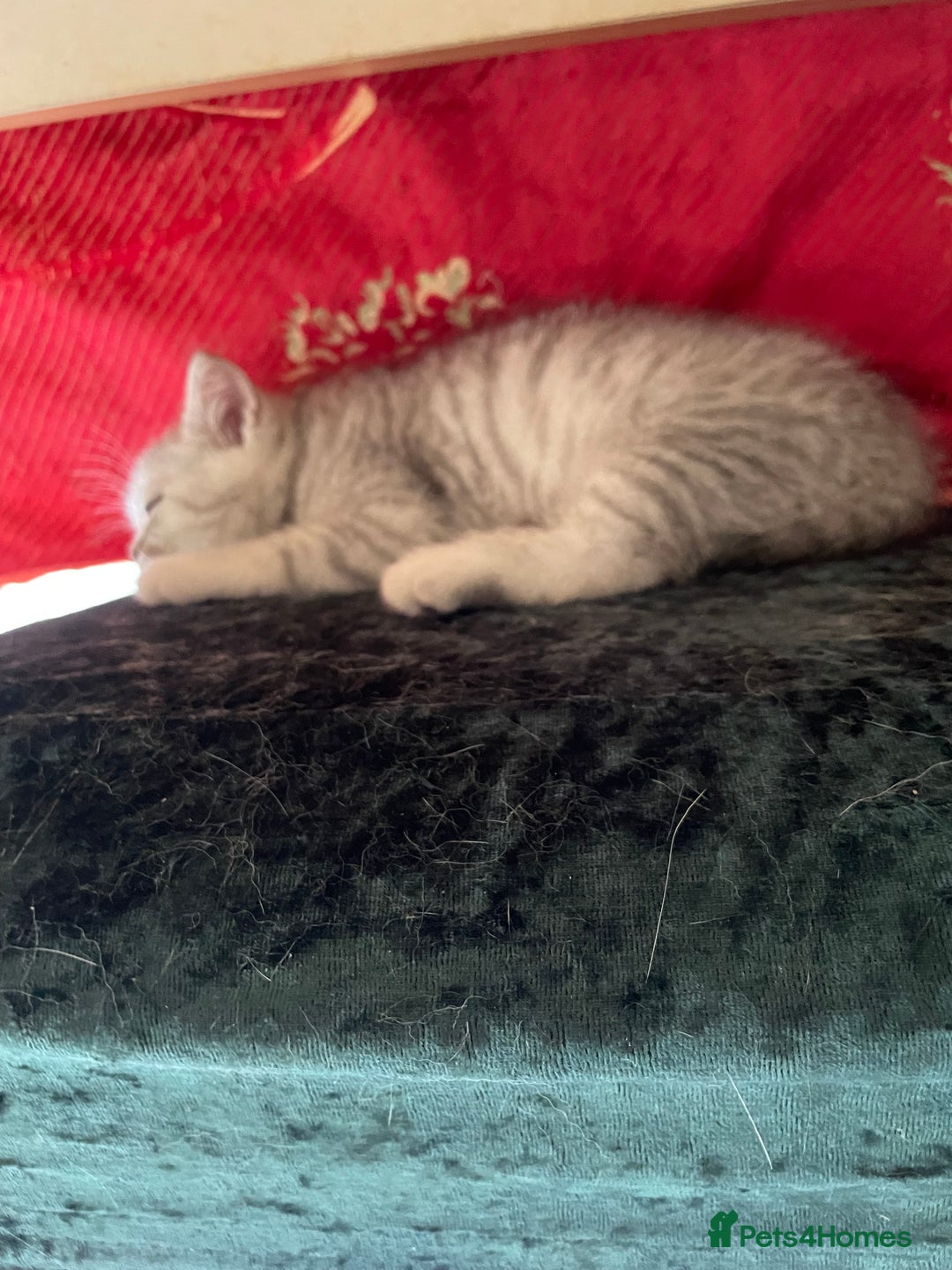 British Shorthair cats for sale: Fabulous, playful and healthy BSH kittens, rare - Image 32