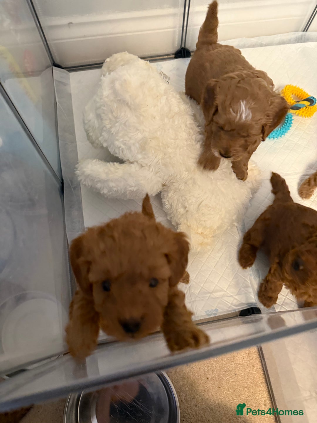 Cockapoo dogs for sale: Championship bloodline F1B toy Cockapoos  - Advert 41