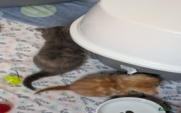 Mixed Breed cats for sale: Siamese/ragdoll/Scottish fold  - Image 17
