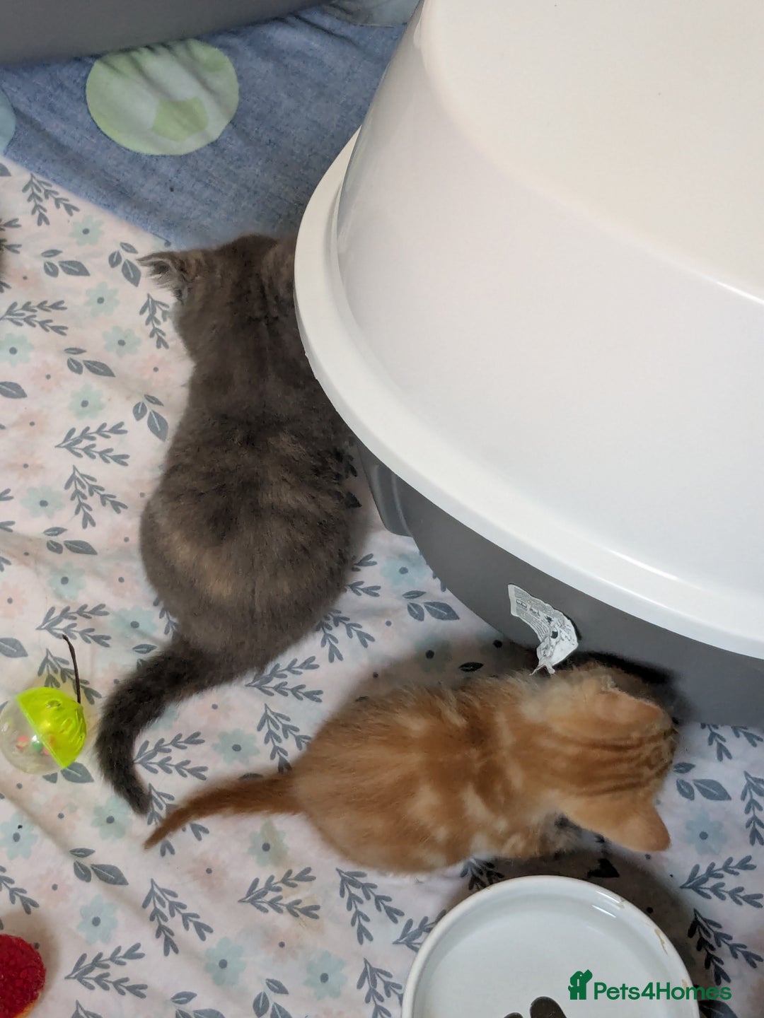 Mixed Breed cats for sale: Siamese/ragdoll/Scottish fold  - Image 17