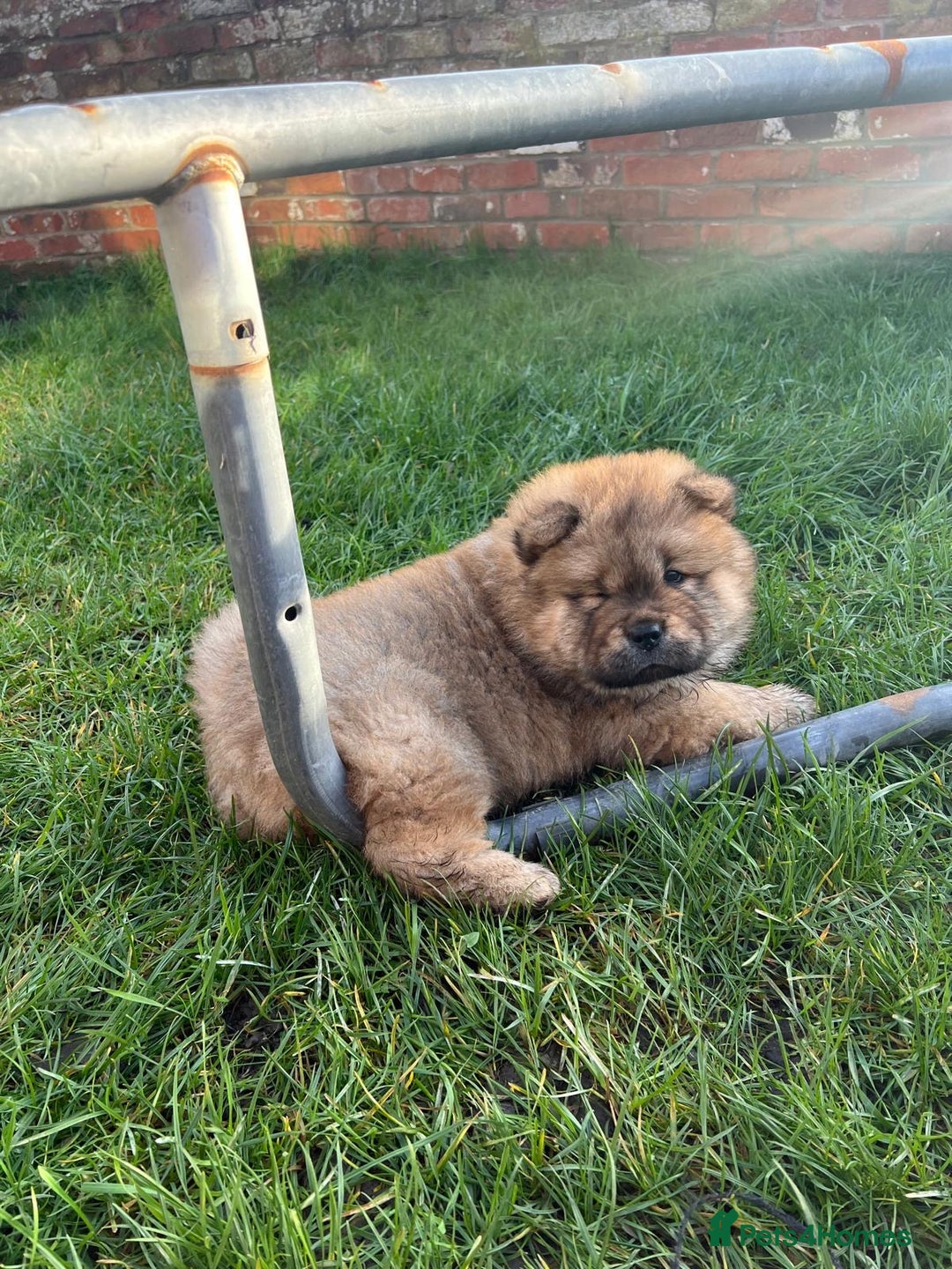 Chow Chow dogs for sale: Gorgeous Chow Chow Puppies Raised in a loving Home - Advert 30