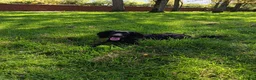 Cocker Spaniel dogs for sale: Harold - Looking for his Perfect Forever Home 🐾 in Jarrow - Advert 1