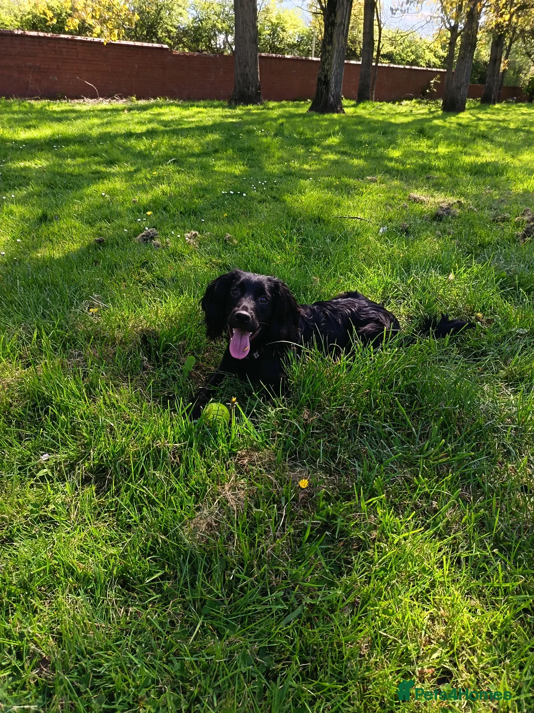 Cocker Spaniel dogs for sale: Harold - Looking for his Perfect Forever Home 🐾 in Jarrow - Advert 1