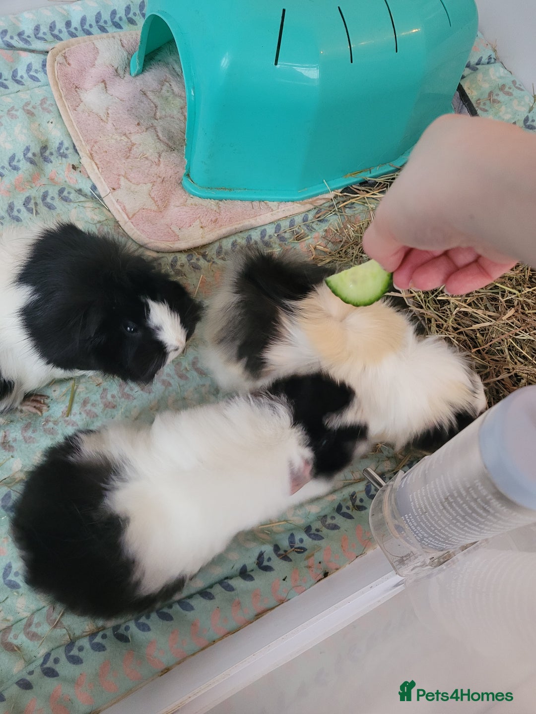 Guinea Pig rodents for sale: 3 Female Guinea Pigs Looking for a New Home - Advert 4