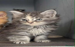 Maine Coon cats for sale: TICA registered large Maine Coon kittens - Image 2