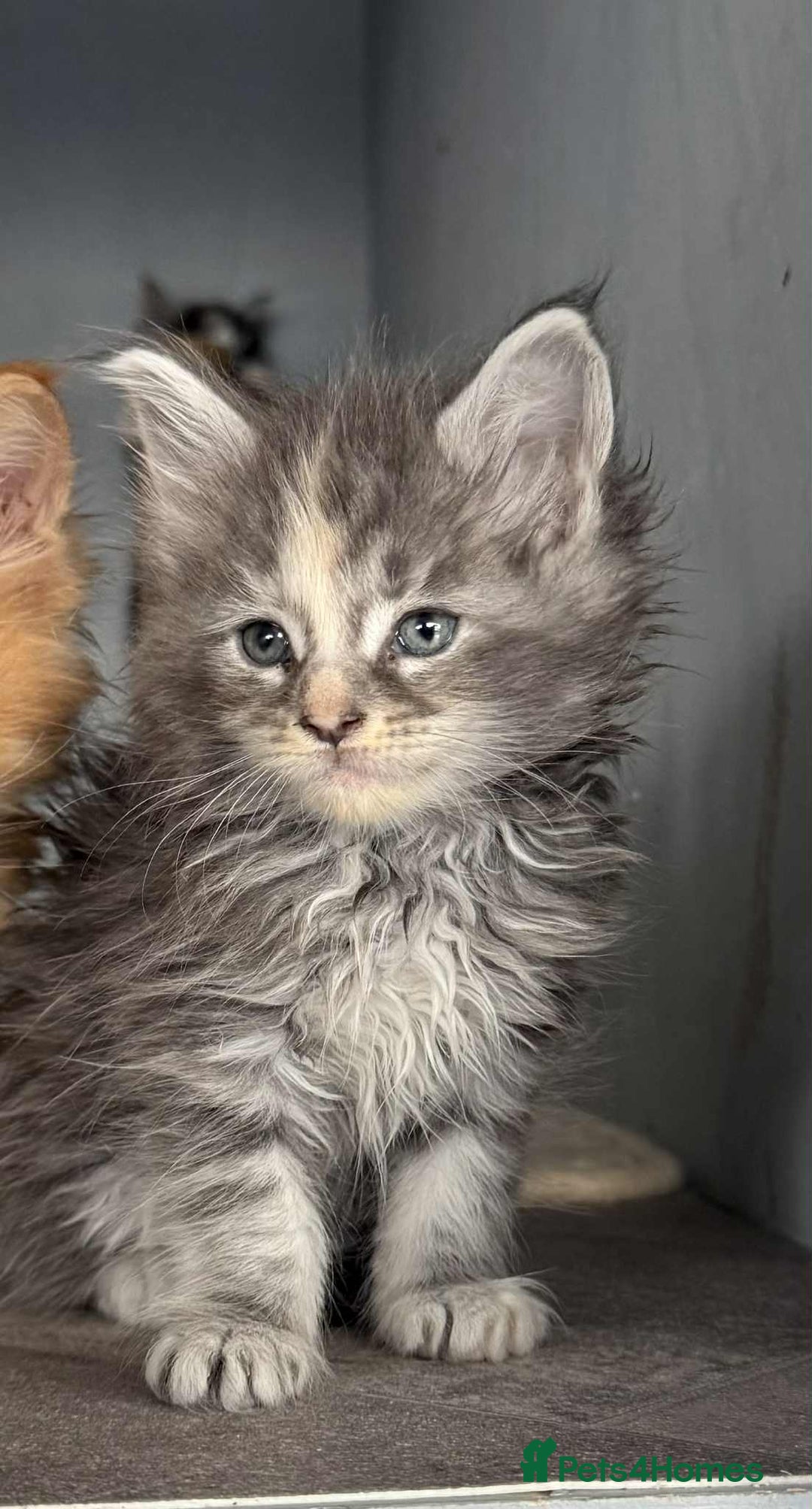 Maine Coon cats for sale: TICA registered large Maine Coon kittens - Image 2