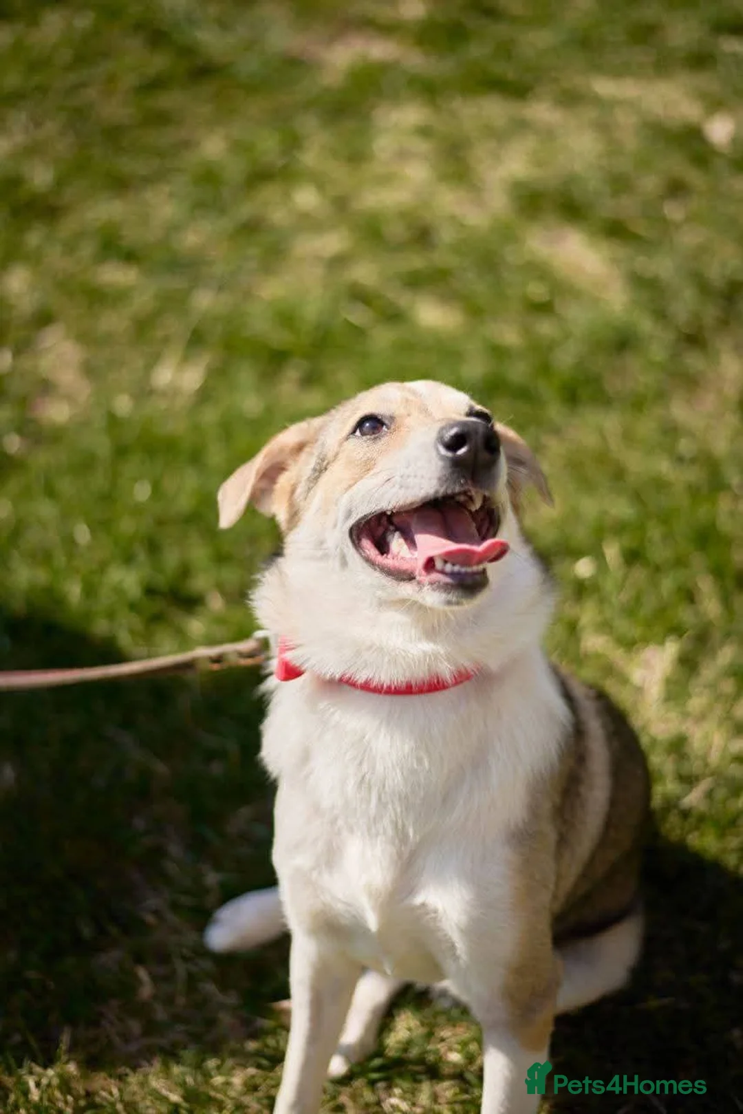 Mixed Breed dogs for adoption: FOSTER/ADOPT:❤️NINA hopes the world can be kind - Advert 9