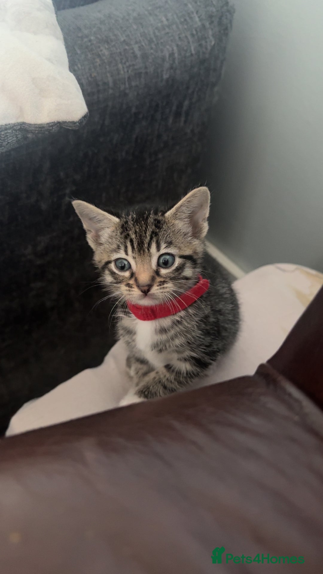 Mixed Breed cats for sale: Kittens available to leave 12th Oct - Image 5