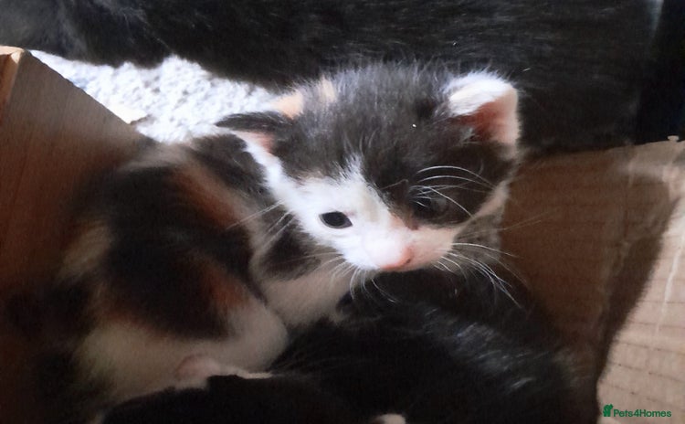 Mixed Breed cats - Advert 6