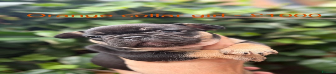 Orange collar girl