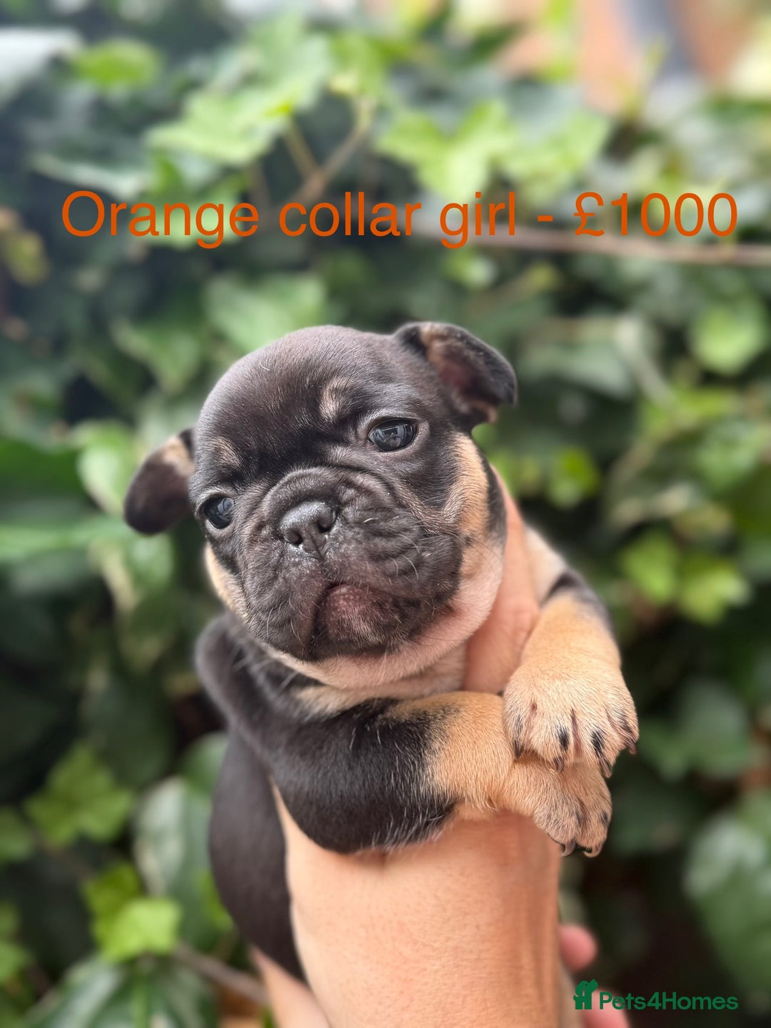 French Bulldog dogs for sale: French bulldog puppies for sale - Image 6