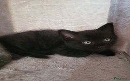 British Shorthair cats for sale:  two boys and one girl. - Image 2