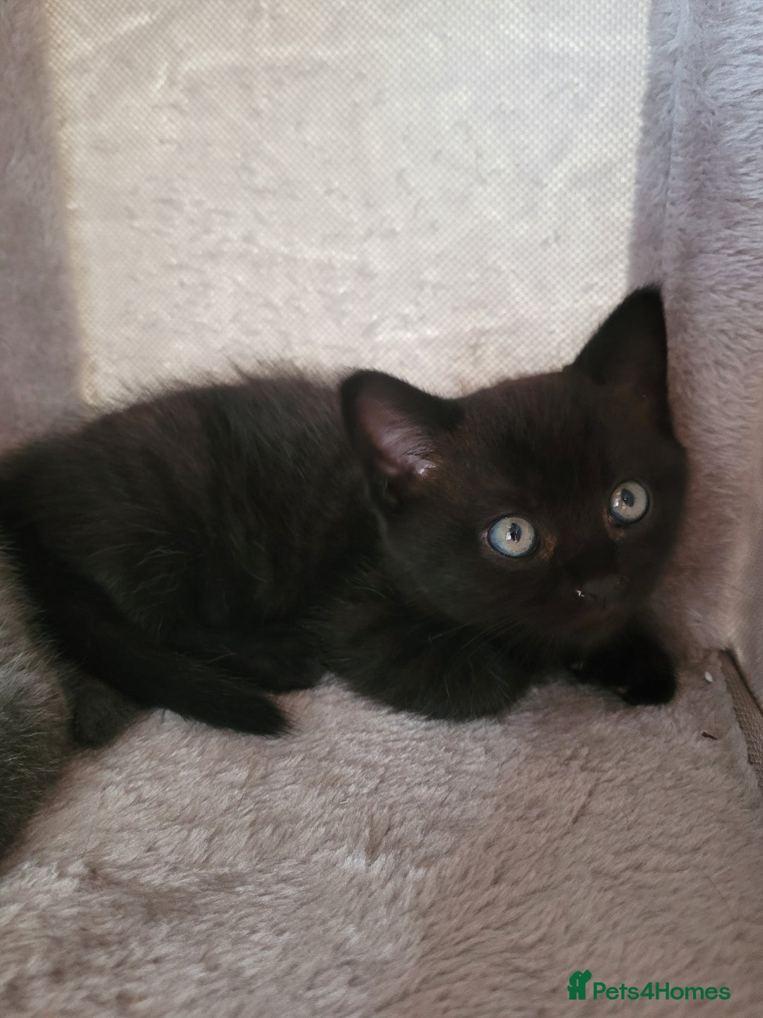 British Shorthair cats for sale:  two boys and one girl. - Image 2