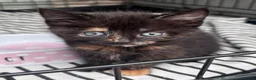 Mixed Breed cats for sale: Beautiful kittens 8 weeks old  - Advert 7