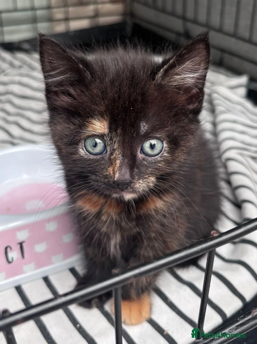 Mixed Breed cats for sale: Beautiful kittens 8 weeks old  - Advert 7