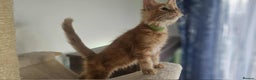 Maine Coon cats for sale: GCCF registered MC kittens  - Advert 8