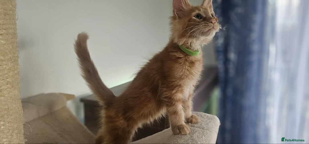 Maine Coon cats for sale: GCCF registered MC kittens  - Image 8