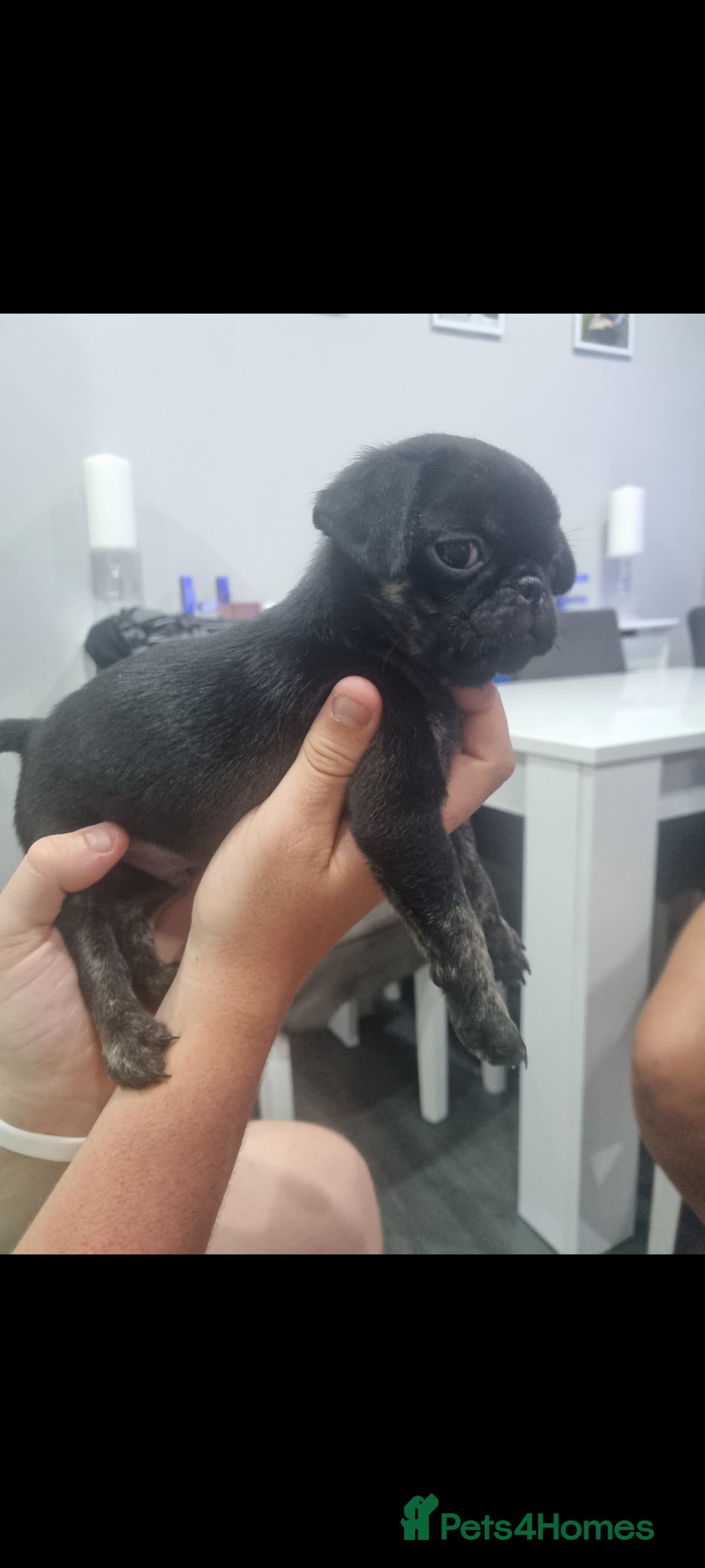 Pug dogs for sale: pug puppy - Image 5
