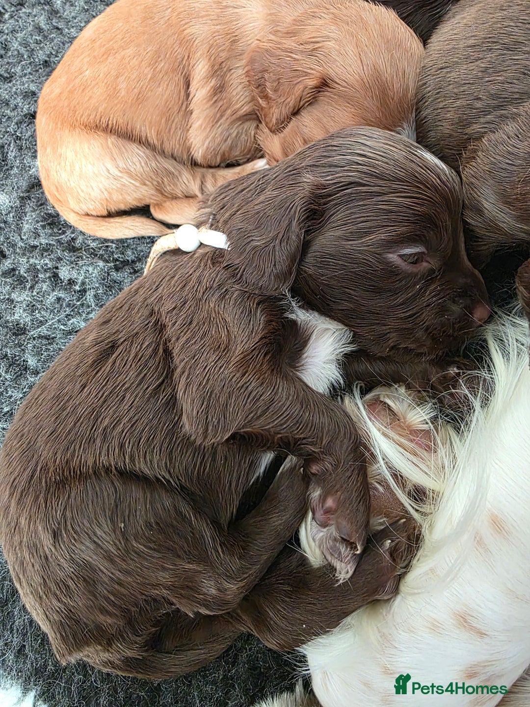 Cocker Spaniel dogs for sale: Beautiful Spaniel pups! - Advert 39