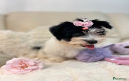 Biewer Terrier dogs for sale: 🩶🩷Biewer-Biro Champion heritage pups! 🐶❤️ - Image 35