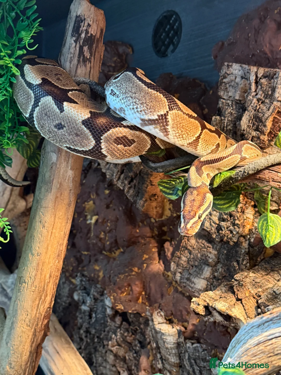 Python Snake reptiles for sale: Female ball python with everything included  - Advert 2