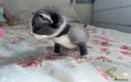 Mixed Breed cats for sale: Beautiful playful boy kittens  - Image 4