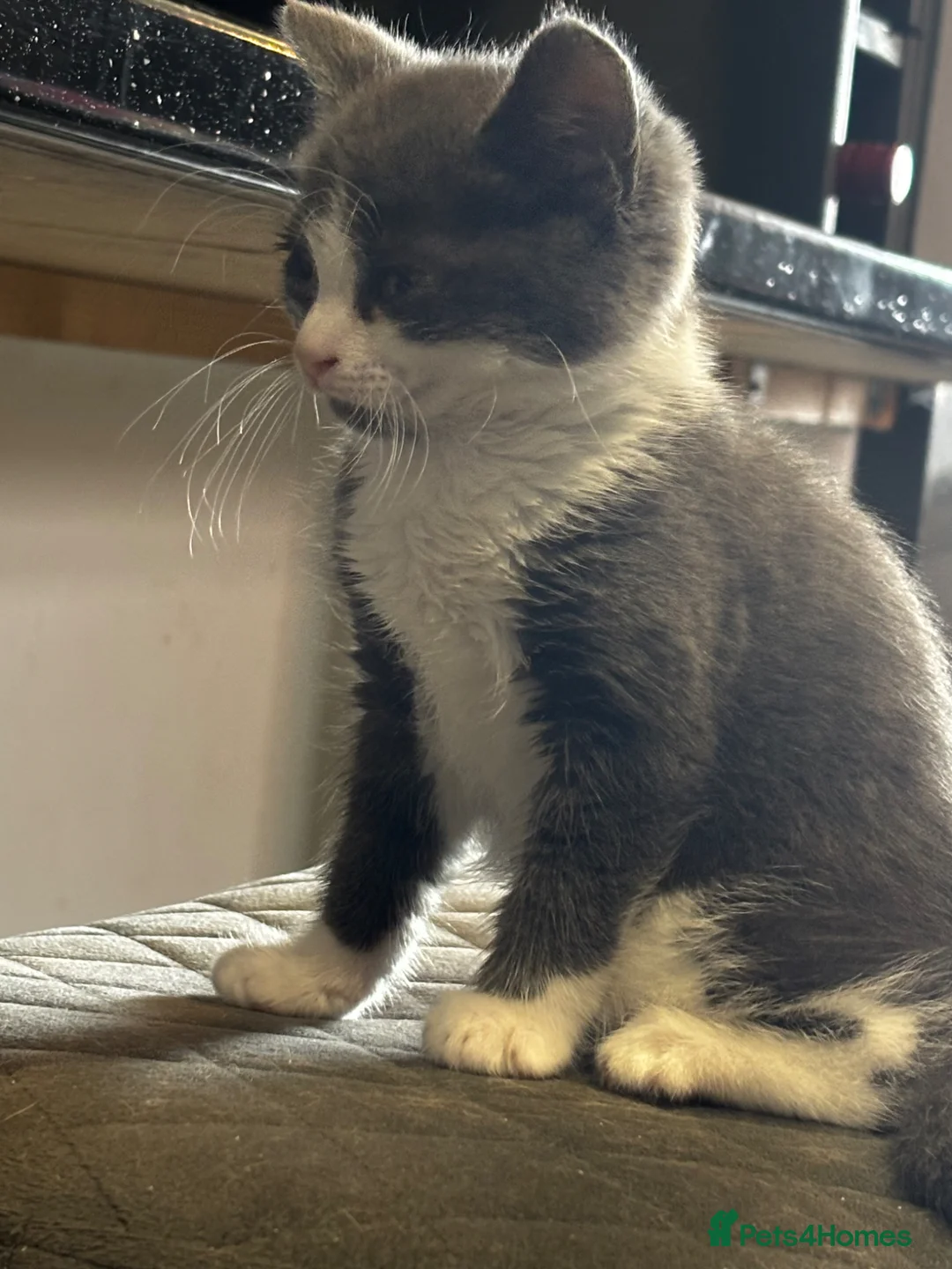 Mixed Breed cats for sale: 2 beautiful grey and white fluffy boys - Advert 2