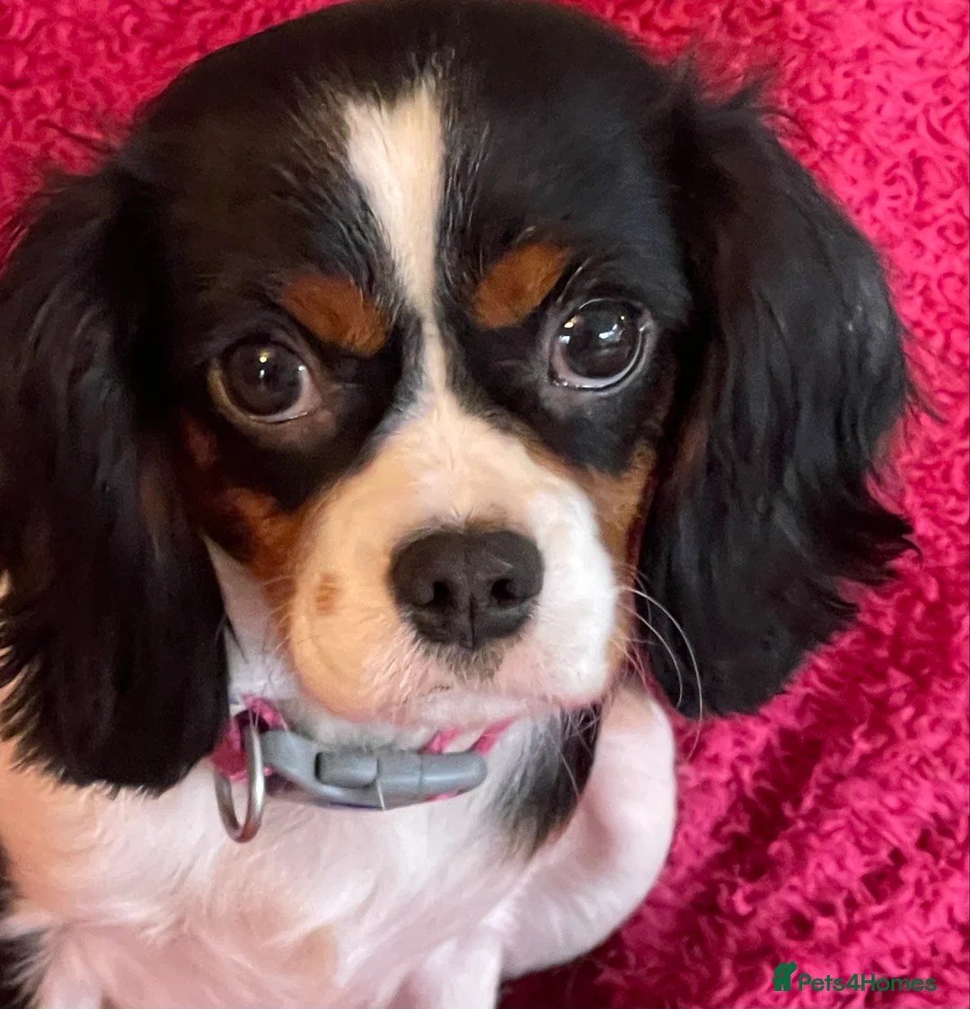 Cavalier King Charles Spaniel dogs for sale: Gorgeous Tri coloured Cavalier King Charles - Advert 1